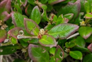 Study proves the anti-inflammatory, analgesic, and anti-arthritic actions of a plant used in folk medicine