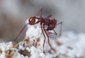 Hongo ‘parásito’ habría surgido 18 millones de años antes de las hormigas con las que vive hoy