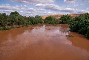 Peixes do rio Doce continuavam contaminados quatro anos após desastre de Mariana