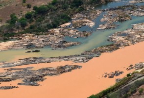 Four years after the Mariana mining disaster in Brazil, river fish remained contaminated