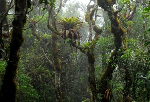Bromeliads promote plant diversity in the forest by enriching the soil with nutrients