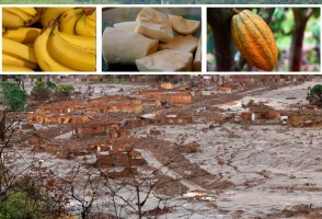 Elementos potencialmente tóxicos en bananas cultivadas en la región del desastre de Mariana superan los valores límite de la FAO