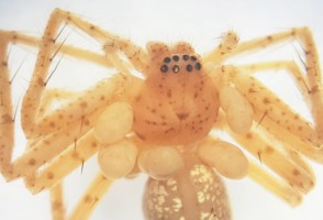 Descrito segundo ácaro parasita de aranhas do Brasil
