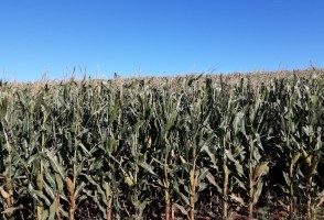 Modelo mapeia com mais precisão impactos de geadas em lavouras de milho