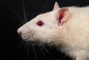 Estudo em modelo animal mostra que amamentação é fundamental para a qualidade da microbiota intestinal