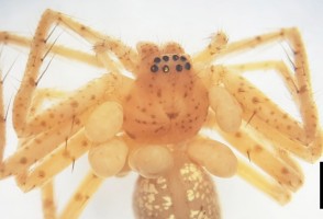 Descrito el segundo ácaro parásito de arañas de Brasil
