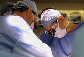 Pesquisa mostra como sistema imunológico reage a transplante de rim de porco em paciente vivo