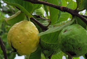 Luz UV-C modulada aumenta a vida útil das goiabas, mostra estudo