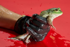 Deadly to amphibians, a fungal strain emerged in Brazil and spread around the world