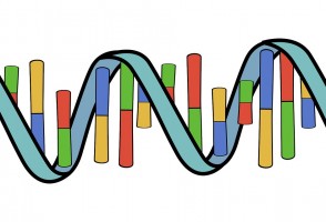Estudio mapea genes de la corteza cerebral relacionados con la disfunción neuronal