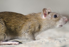 Ocitocina sintética pode prevenir ansiedade causada por estresse social, aponta estudo em modelo animal