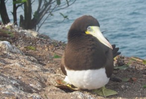 Aves marinhas ingerem quantidades consideráveis de poluentes, alguns proibidos há décadas