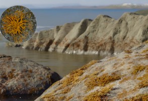 First known lichen in the fossil record helped structure terrestrial ecosystems