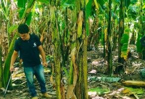 Microalgae-based bioinput can reduce dependence on agricultural fertilizers