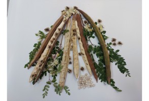 Semente de planta comum no Brasil mostra potencial para remoção de microplásticos da água