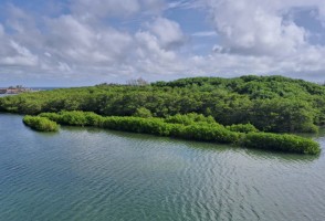 Pesquisadores criam índice para avaliar saúde do solo em manguezais