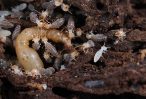 Diversification of termite diets was made possible by genome modifications