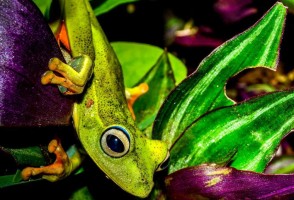 Estudo elucida condições para a riqueza de espécies de anfíbios em ilhas marinhas