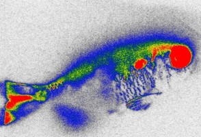 Planta acuática reduce antibióticos en el agua y daños genéticos en peces