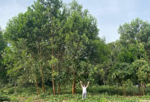 Fertilização do solo com ‘terra preta da Amazônia’ aumenta diâmetro de árvore em até 88%