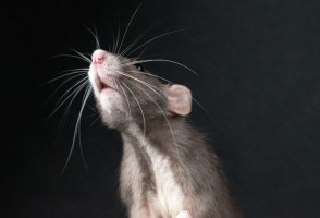 El estrés en la adolescencia provoca alteraciones cerebrales duraderas, según estudio con ratas