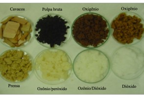 Enzima produzida por fungo pode substituir produtos químicos na indústria de papel