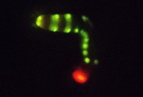 Sistema avançado de bioluminescência é inspirado em larva de besouro brasileiro