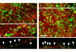 Perda de microbiota altera o perfil das células que protegem a parede do intestino