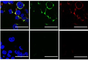 Cientistas usam ultrassom para estourar vírus da influenza A e da COVID-19 sem danificar células humanas
