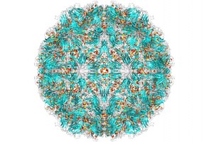 The cold virus ‘hides’ and multiplies in the tonsils and adenoids, even in people without symptoms