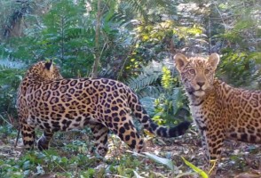 Disminución de presas aumenta el riesgo de extinción del jaguar en la Mata Atlántica