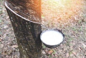 Estudo revela erro que compromete a produção de látex em seringueiras clonadas