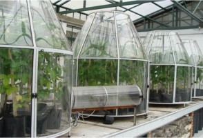 Mudança climática eleva produção de soja, mas piora qualidade do grão