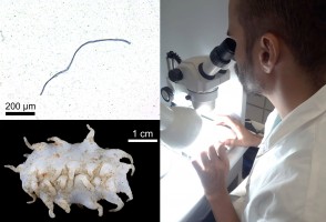 Microplásticos e poluentes persistentes estão presentes mesmo em águas profundas do Brasil