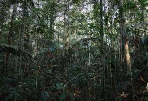 Mesmo impactadas, florestas primárias ainda são principal fonte de biodiversidade na Amazônia