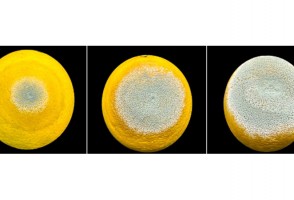 Estudo premiado descreve estratégia usada pelo mofo azul para devastar frutas cítricas