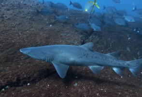 Arquipélago em São Paulo serve de área de reprodução para tubarões ameaçados de extinção