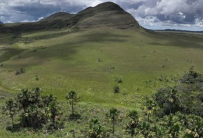 Research shows that wetlands in the Brazilian savanna store more carbon than Amazonian forests