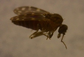 Oropouche virus has already infected more than 5 million people in Brazil, study suggests