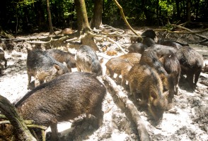 Grandes mamíferos alteram a química do solo e aumentam a fertilidade da Mata Atlântica
