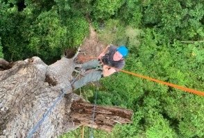 Árvores gigantes de florestas tropicais superam limites físicos para transportar água até o topo