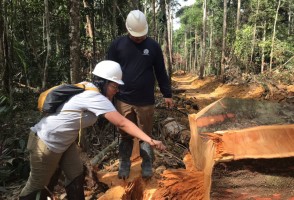 Análise isotópica pode auxiliar a polícia no combate ao comércio ilegal de madeira da Amazônia