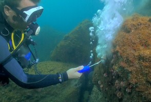 Estudo propõe novo método para remoção de coral invasor no Brasil