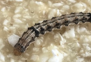 Lagarta que ataca soja e algodão abriga fungos capazes de degradar isopor