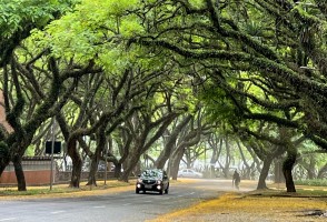 Escaneamento a laser pode reduzir risco de queda de árvores urbanas