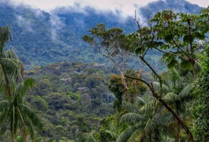 Conexão entre fragmentos florestais importa mais que tamanho na restauração da Mata Atlântica