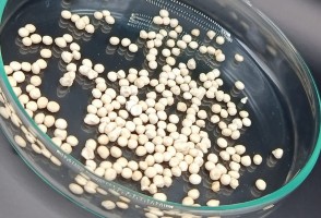 Cápsula de celulose prolonga vida útil e melhora ação de fungo usado como bioinseticida