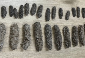 Genética forense desvenda tráfico internacional de vida marinha