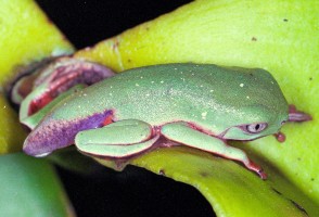 Vírus letal reduz em 83% população de pererecas em reserva da Mata Atlântica