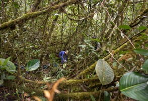 Insetos de dia, anfíbios à noite: a rotina de uma expedição científica no alto da Amazônia